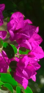 Vibrant pink bougainvillea flowers with green leaves.