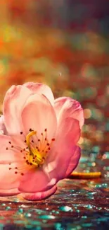 Pink flower on a shimmering colorful background wallpaper.