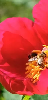 A bee pollinating a vibrant red flower in close-up.