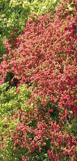 Mobile wallpaper of a lush, flowering tree with red and green colors.