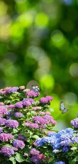 Colorful hydrangeas with butterflies fluttering, set against a lush green background.