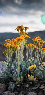 Orange flowers with bubbles in a rocky mountain landscape.