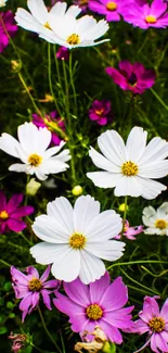 Vibrant cosmos flowers in nature wallpaper with pink, white, and green hues.