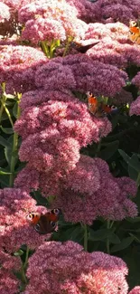 Pink flowers with butterflies in sunlight.