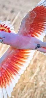 Vibrant pink and orange cockatoo flying mid-air.