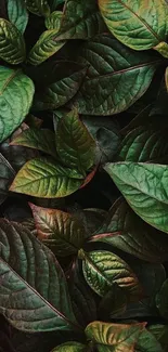 Close-up of vibrant green and red leaves.