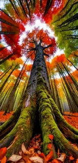 Vibrant autumn forest canopy with colorful trees.