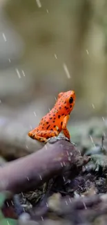 Orange frog on the forest floor, surrounded by nature.