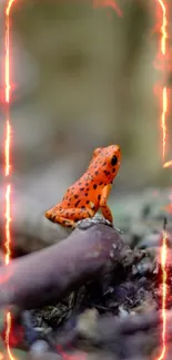 Colorful orange frog in natural forest setting wallpaper.