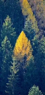 Vibrant forest with colorful autumn trees.