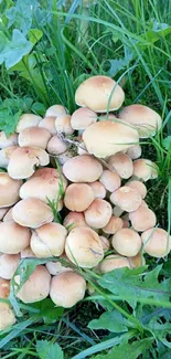 Cluster of mushrooms amidst lush green foliage in a forest scene.