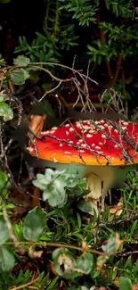 Red mushroom in lush forest greenery landscape wallpaper.