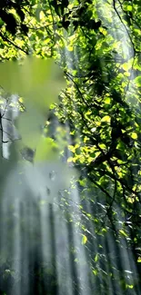 Sunlit green forest with light beams filtering through leaves.