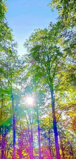 Vibrant forest with sunlight streaming through green trees and a clear blue sky.