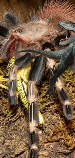 Close-up of a forest tarantula on earthy forest background.