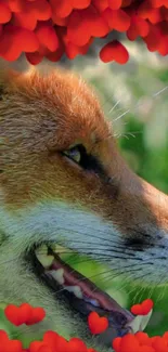 Fox head with red heart border in nature.