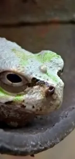 Close-up of a vibrant frog on a gray background.