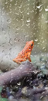 Red frog on forest floor, vibrant mobile wallpaper.