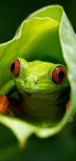 Red-eyed tree frog nestled inside a bright green leaf.