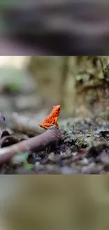 A bright orange frog sits on a forest floor blending with nature's colors.