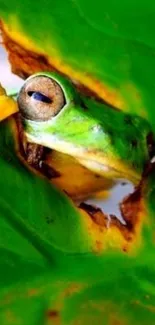 A vibrant frog peeks through a green leaf, creating a lively nature wallpaper.