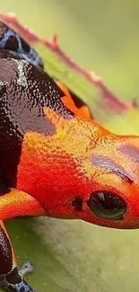 Vivid orange and black frog resting on a bright green leaf background.