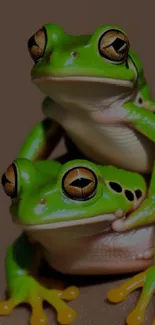 Vibrant green tree frogs in a playful pose on this mobile wallpaper.