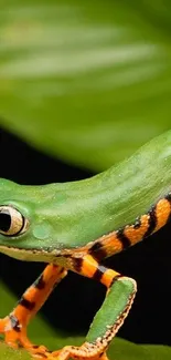 Vibrant green tree frog with orange stripes on lush leaves.