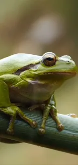 Green frog sitting on bamboo, nature wallpaper.