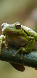 Frog perched on a bamboo stalk in serene nature scene.