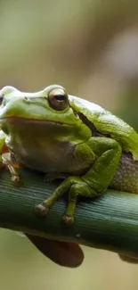 Green frog resting on a bamboo stick in vivid natural setting.