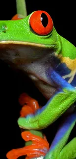 Colorful tree frog with red eyes on a black background.