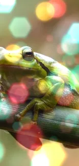 Colorful frog resting on a branch with bokeh effect background.