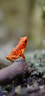 An orange frog with black spots on a forest floor, captured in vivid detail.