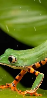 Vibrant green frog on a lush leaf, vibrant nature wallpaper.