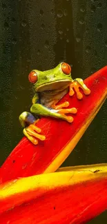 Vivid green tree frog on orange leaf.