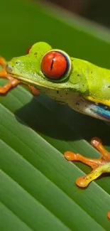 Red-eyed tree frog on a green leaf mobile wallpaper.