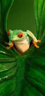 Colorful frog resting on a lush green leaf, showcasing vibrant nature.