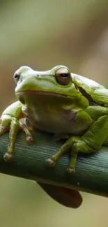 Close-up of a vibrant green frog resting on a leaf, showcasing nature's beauty.