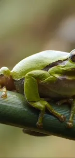 Close-up of a green frog on a leaf in natural setting.