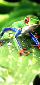 Colorful frog resting on a green leaf with water droplets.