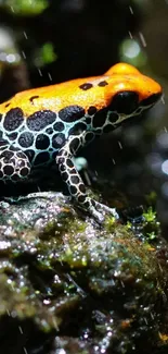 A vibrant poison dart frog on wet rocks.