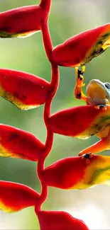 Colorful frog perched on vibrant tropical flower with red and yellow hues.