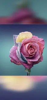 Beautiful frosted rose with vibrant colors against a muted teal background.