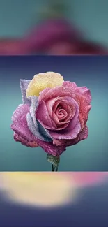 Vibrant frosted rose against a purple background.