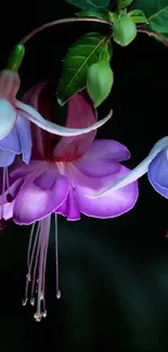 A vibrant fuchsia flower on a dark background.