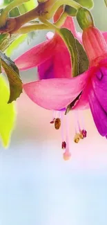 Close-up of vibrant fuchsia flower with pink and purple petals on a leafy background.