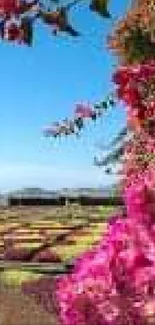 Colorful garden with vibrant flowers under a clear blue sky.