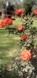 Red roses in a lush green garden setting, perfect for a mobile wallpaper.