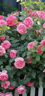 A vibrant display of pink garden roses with lush green leaves.